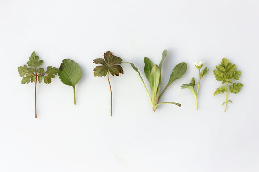 Kräuter für den Zyklus: Was in REST, BLOOM, SHINE und SOFTEN steckt – und warum