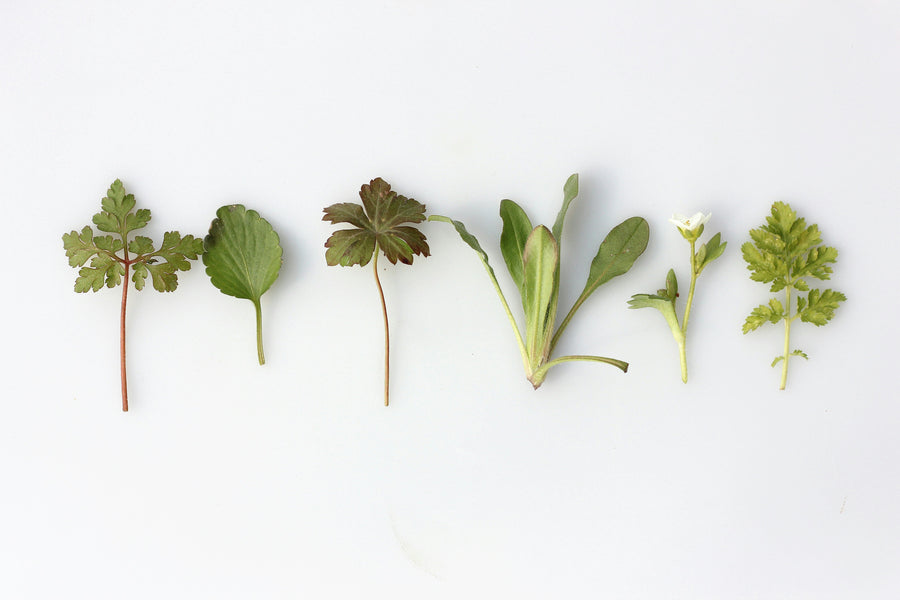 Kräuter für den Zyklus: Was in REST, BLOOM, SHINE und SOFTEN steckt – und warum